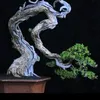 thosantienbonsai