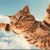 gatovolador81