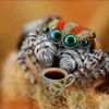 zhasylsynba