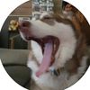 lococoyote69