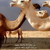 naif_albalwi