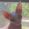sphinxkittenmom