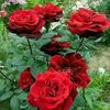 elyflower205