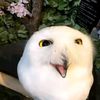 casperthesnowyowl