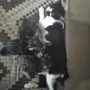 kakaktiricatsss