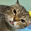 kokopet.id