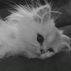 hninwaimoe73