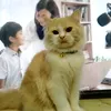 miko_miau1