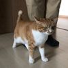 erikitties