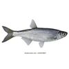 fishwashere69
