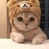 ferrari_cat37