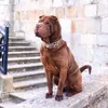 nilosthesharpei