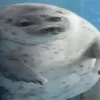 ireallylikefrilledsharks