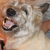benicetoanimal