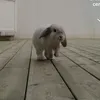 dinotherabbit_