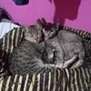 aixa_xd1