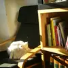 haz_lau