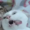 lnynnx