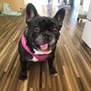 jellyfrancbeans