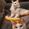 thecatman__