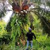 DODOS KAMPUNG IMJ