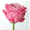 eternelle.rose