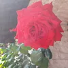 حلوة ومرة