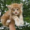 @actionfarmsmainecoons