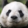 toxicfirepanda