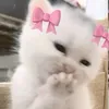 xoxojh7