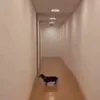 dog_boiler