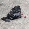 pigeon_wit_hat
