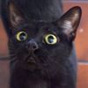 catcrazedtori