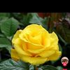 m2434466seher