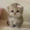 weriweq