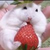 hamster._lover01