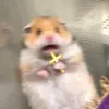 the.jesus.hamster