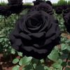 Blackrosse