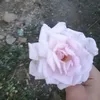 l._pox