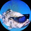 fish_with_sunglasses1