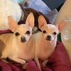 thebruneaultsisters