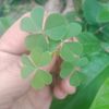 panggil_saja_daun