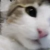 vikitavikitoria