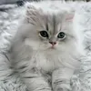 qahar_sndi