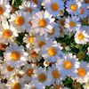 littlemisssunshine263
