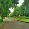 widi_wijayanto