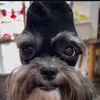 roger.brawlstars_dasilva