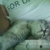 diegopets