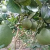 dungnguyen39307