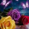 islam.joud3